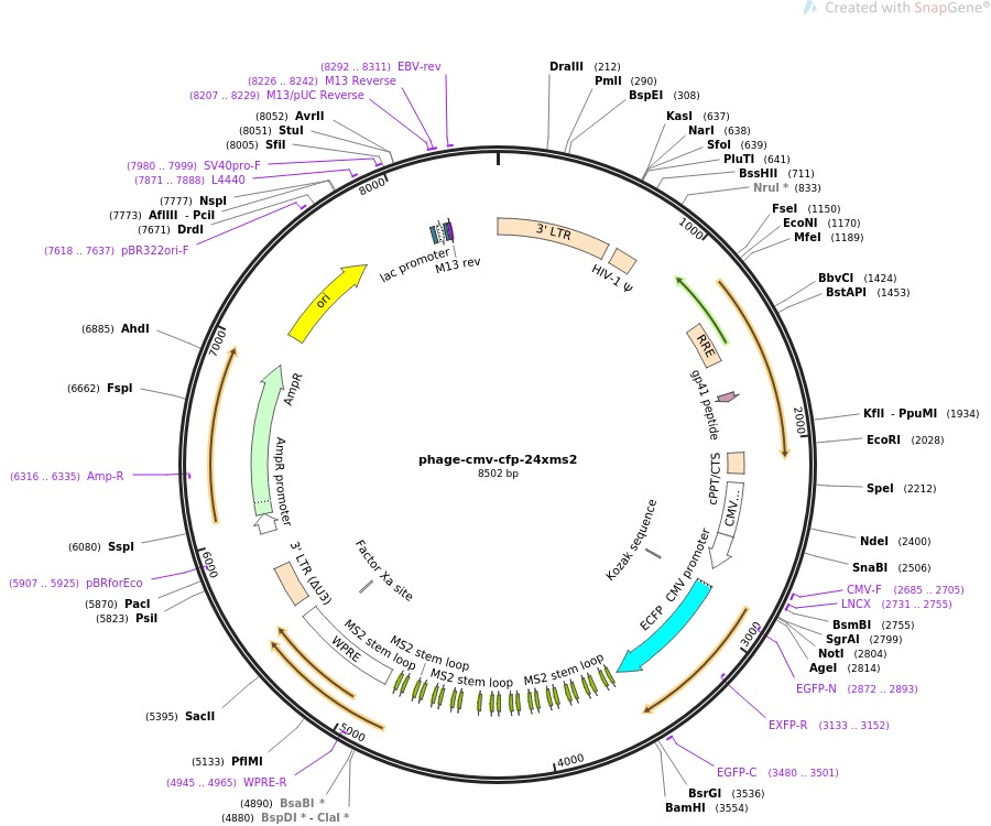 phage-cmv-cfp-24xms2图片