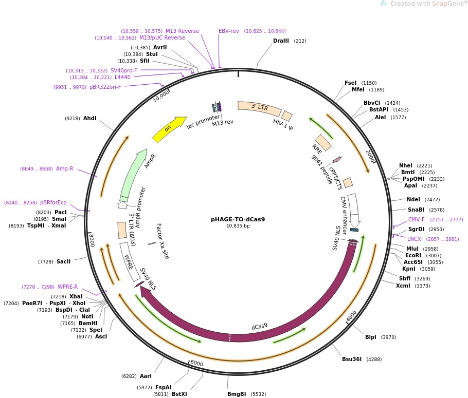 pHAGE-TO-dCas9图片