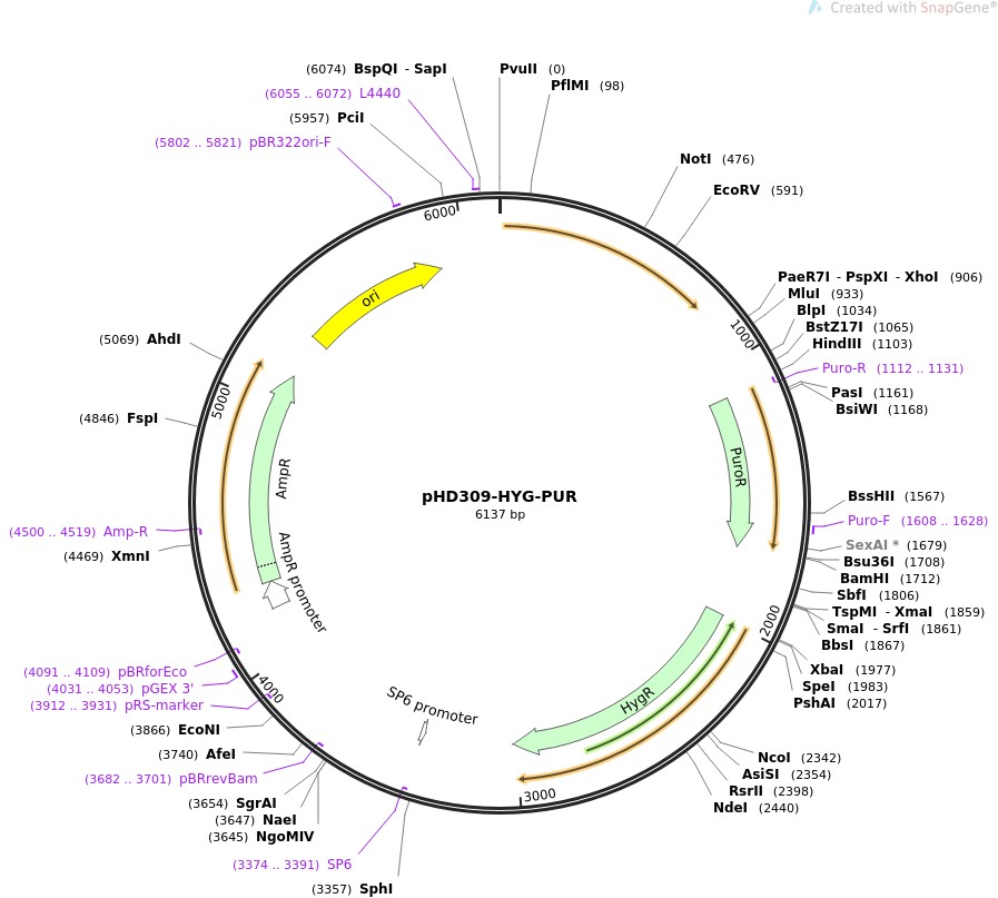 pHD309-HYG-PUR图片