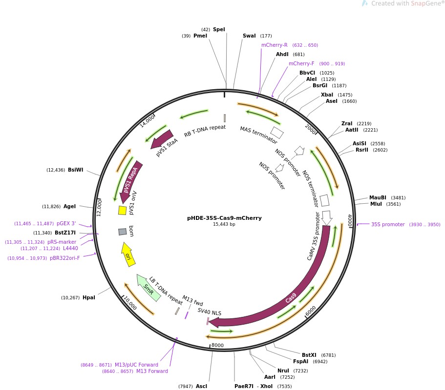 pHDE-35S-Cas9-mCherry图片