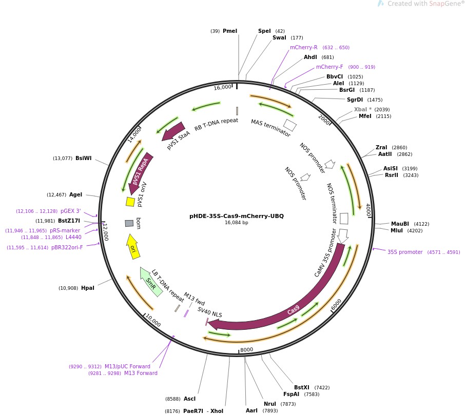 pHDE-35S-Cas9-mCherry-UBQ图片