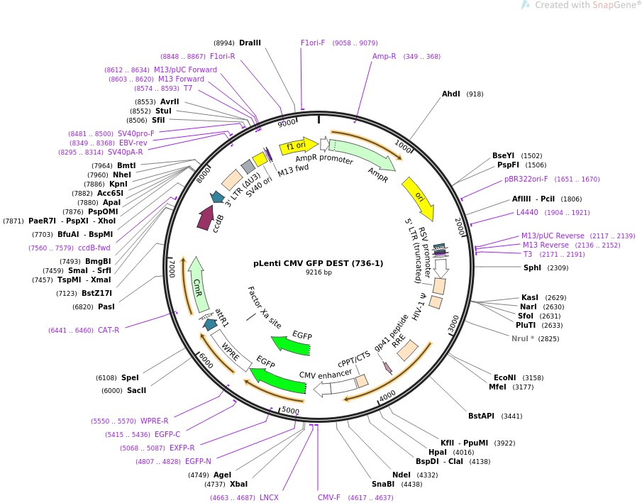 pLenti CMV GFP DEST (736-1)图片