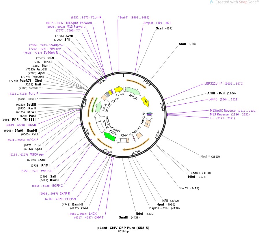 pLenti CMV GFP Puro (658-5)图片