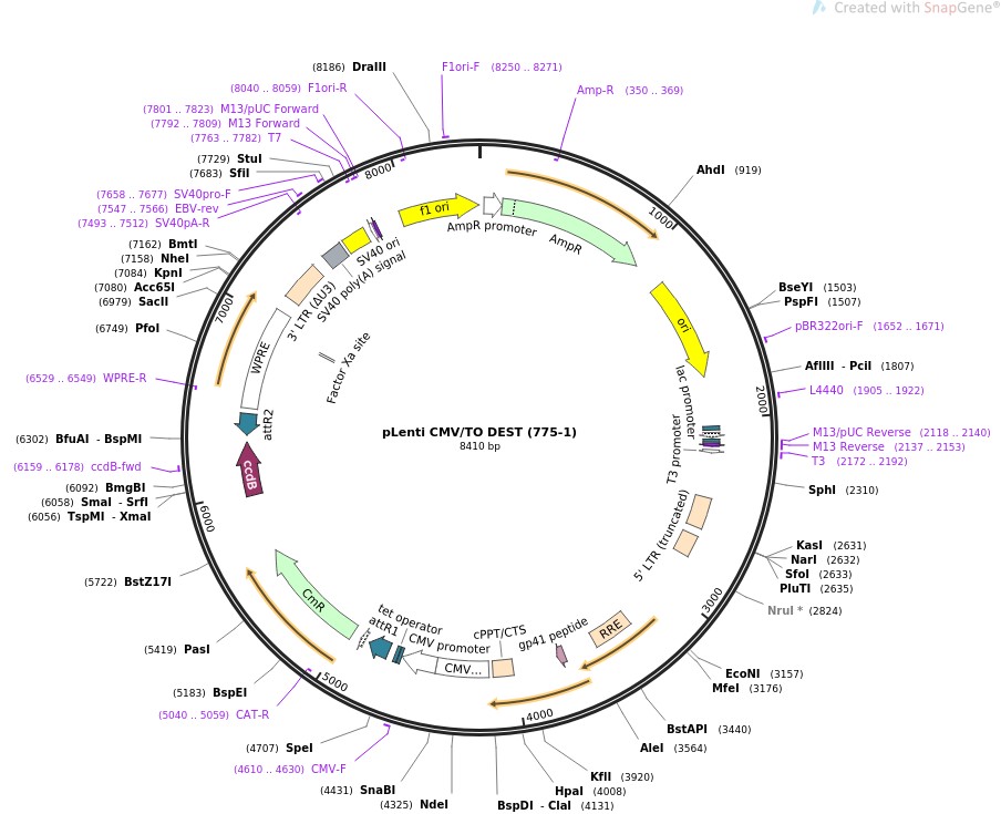 pLenti CMV/TO DEST (775-1)图片