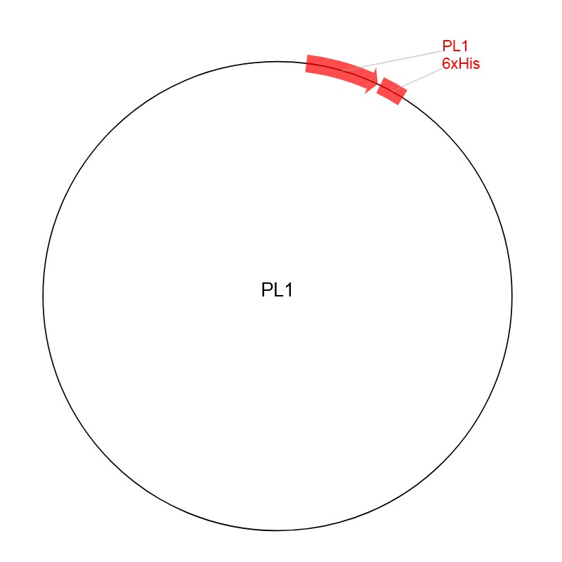 PL1图片