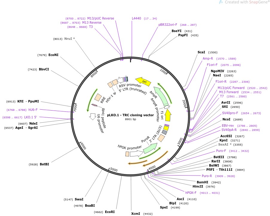 pLKO.1-TRC cloning vector图片