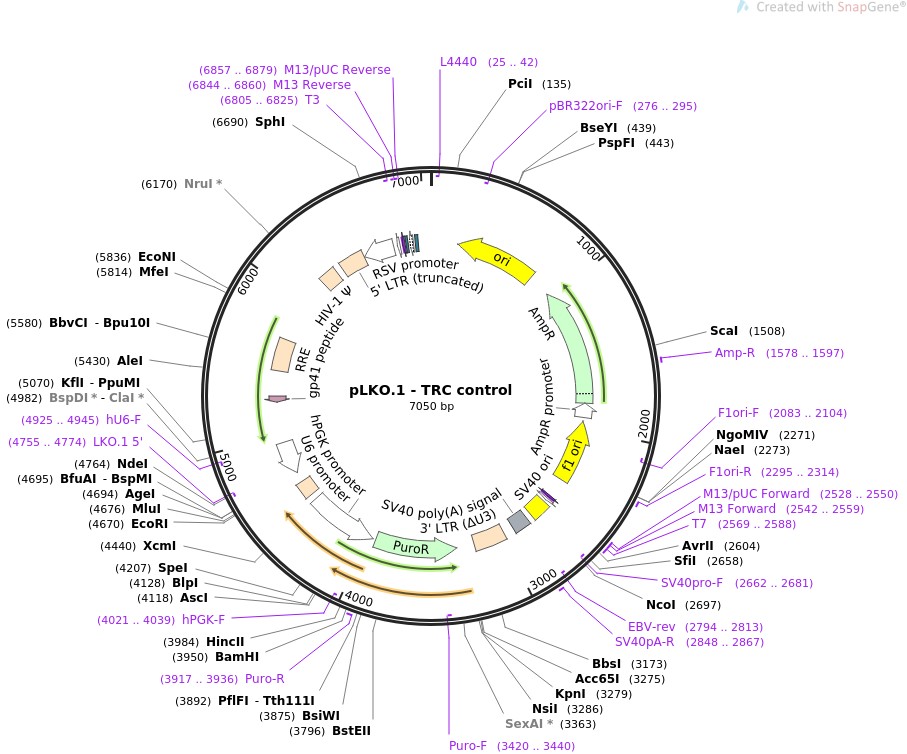 pLKO.1-TRC control图片