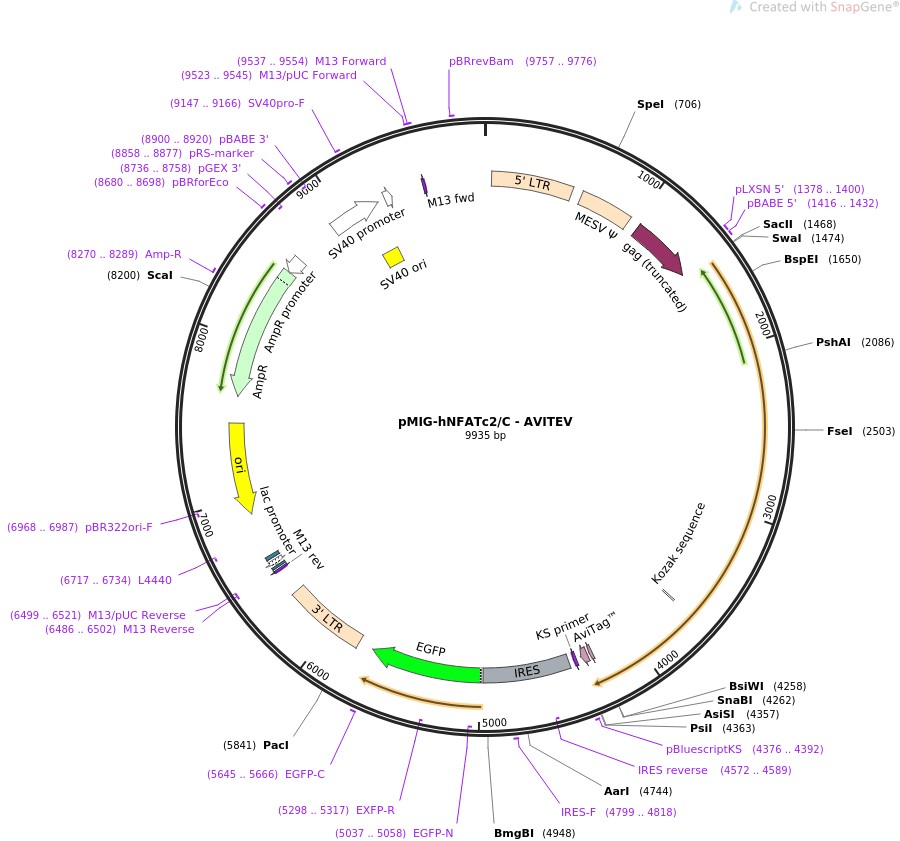 pMIG-hNFATc2/C-AVITEV图片