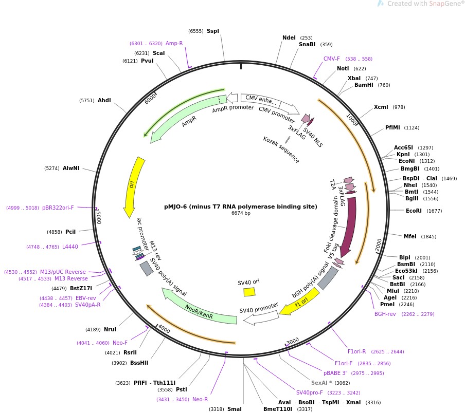 pMJO-6 (minus T7 RNA polymerase binding site)图片
