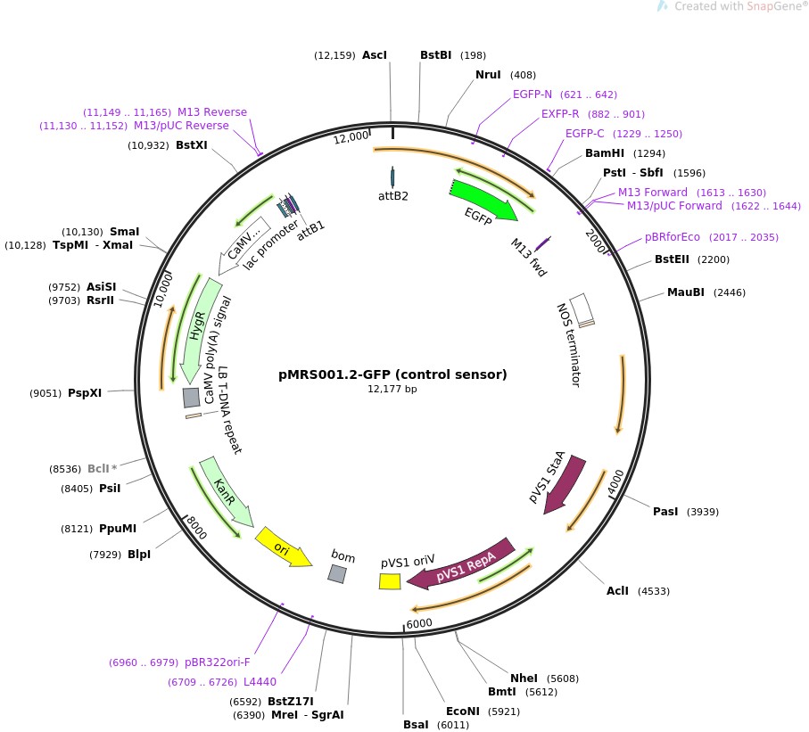 pMRS001.2-GFP (control sensor)图片