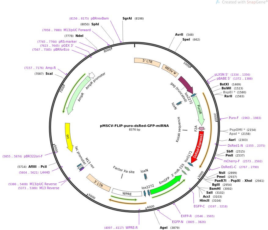 pMSCV-FLIP-puro-dsRed-GFP-miRNA图片