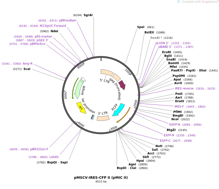 pMSCV-IRES-CFP II (pMIC II)图片