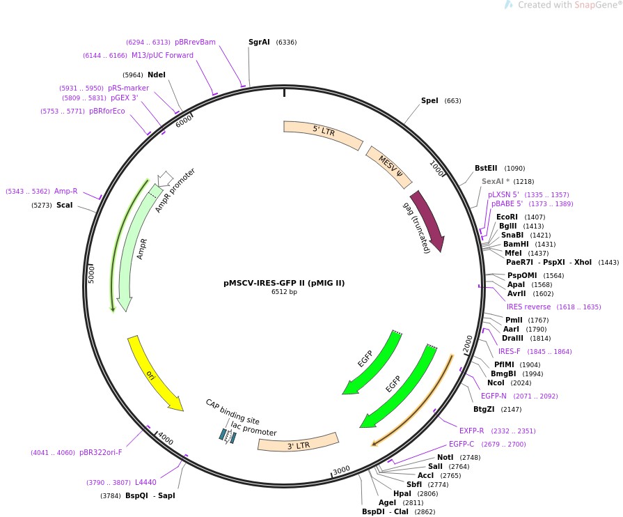 pMSCV-IRES-GFP II (pMIG II)图片