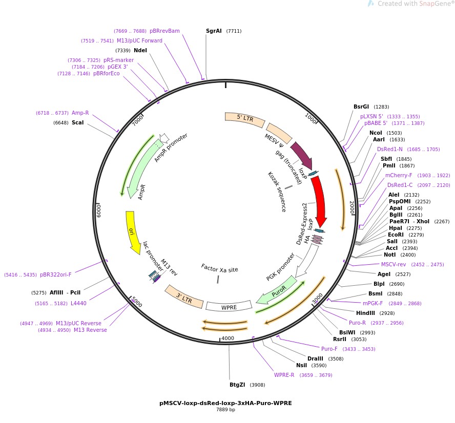 pMSCV-loxp-dsRed-loxp-3xHA-Puro-WPRE图片