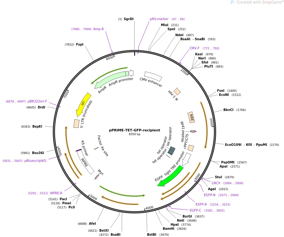 pPRIME-TET-GFP-recipient图片