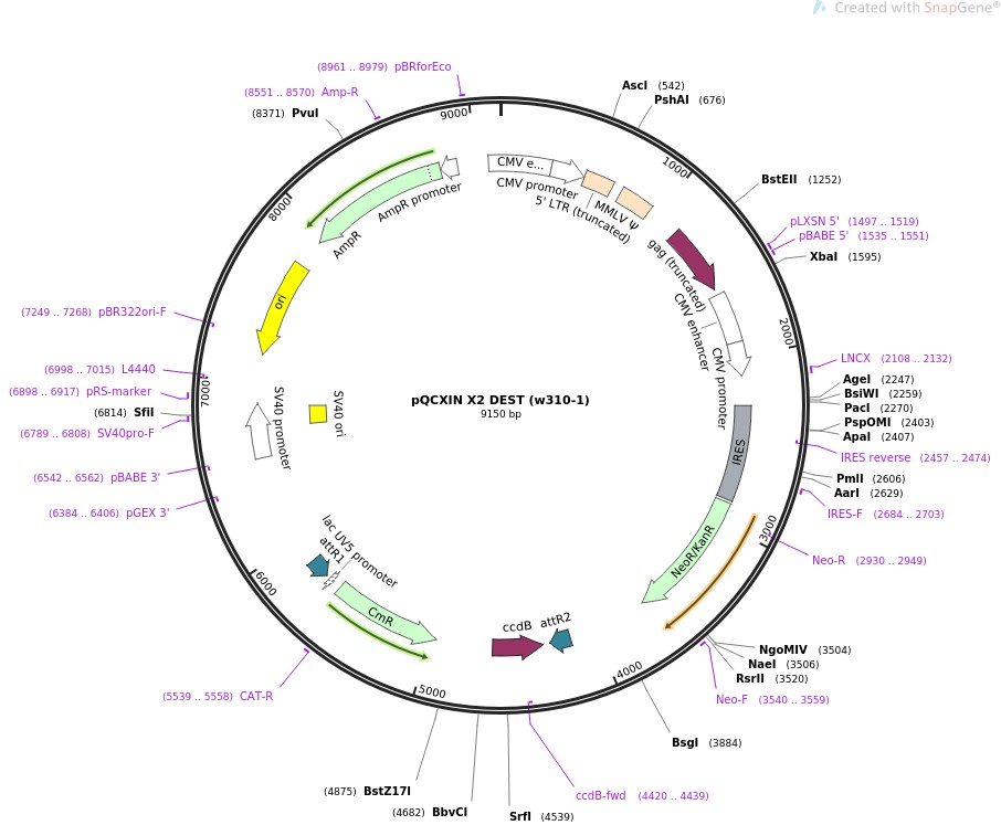 pQCXIN X2 DEST (w310-1)图片