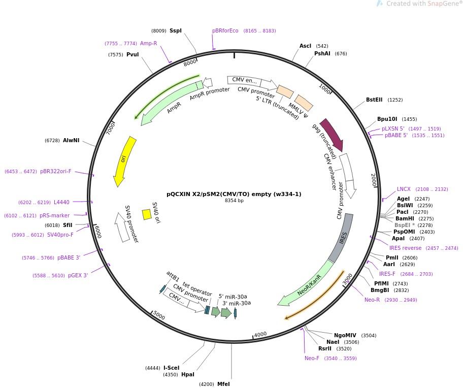 pQCXIN X2/pSM2(CMV/TO) empty (w334-1)图片