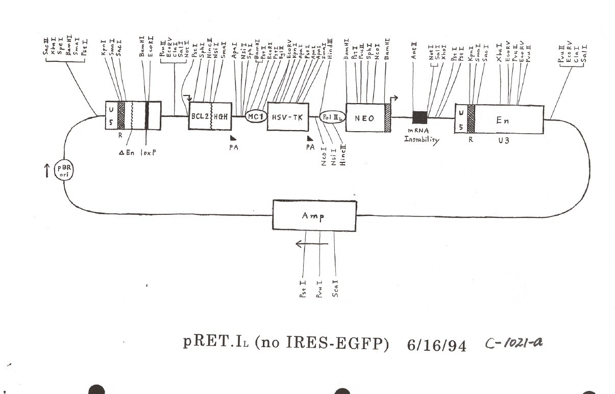 pRET.IL (No IRES-EGFP)图片