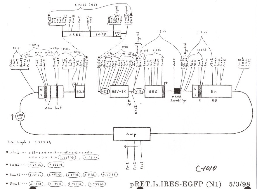 pRET.IS.IRES-EGFP N1图片