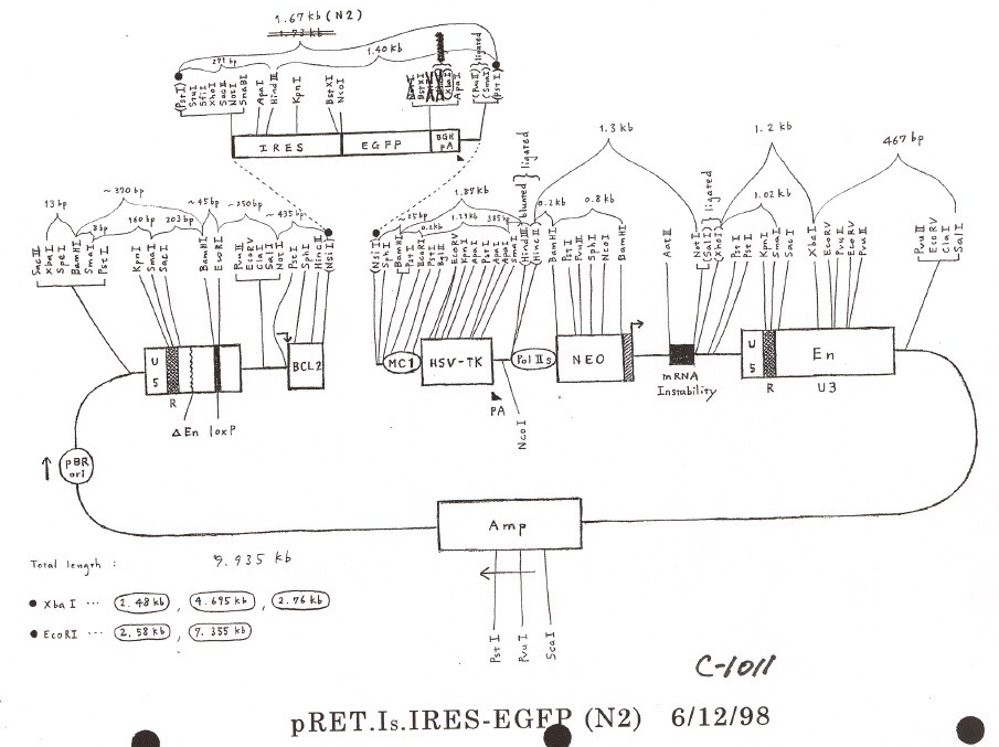 pRET.IS.IRES-EGFP N2图片