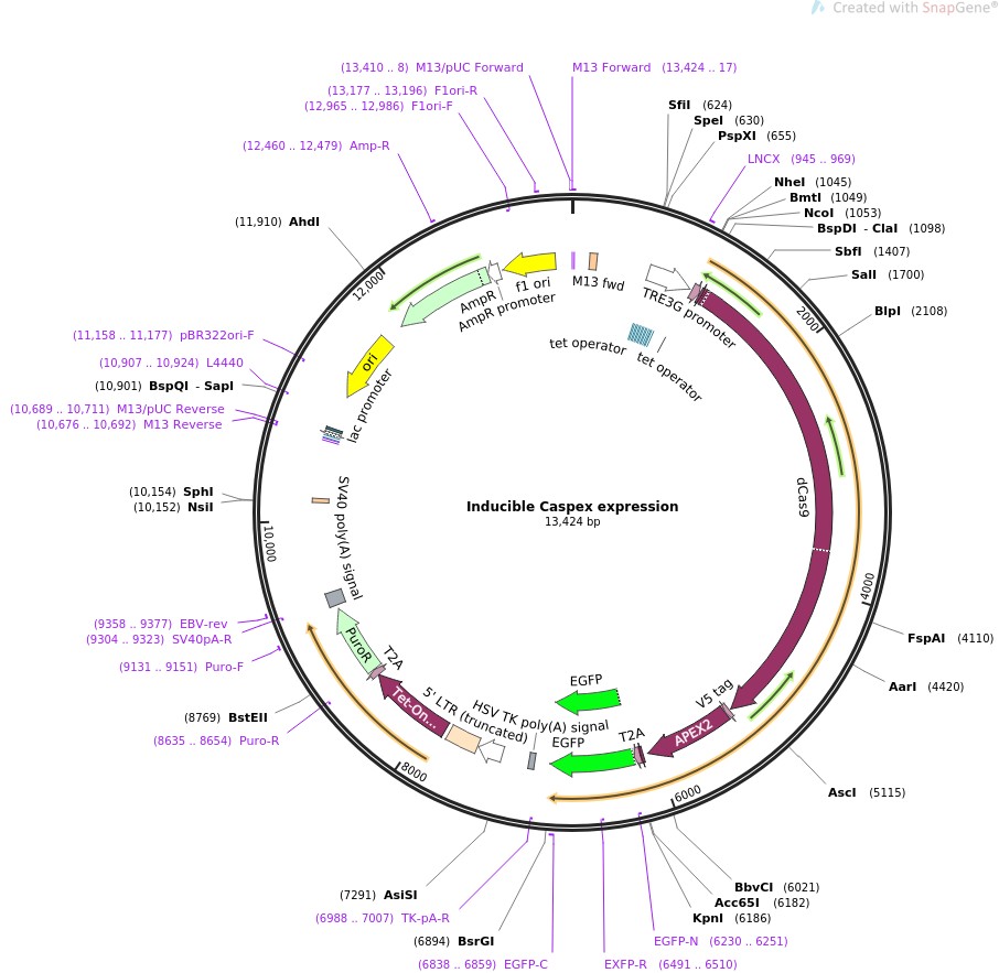 Inducible Caspex expression图片