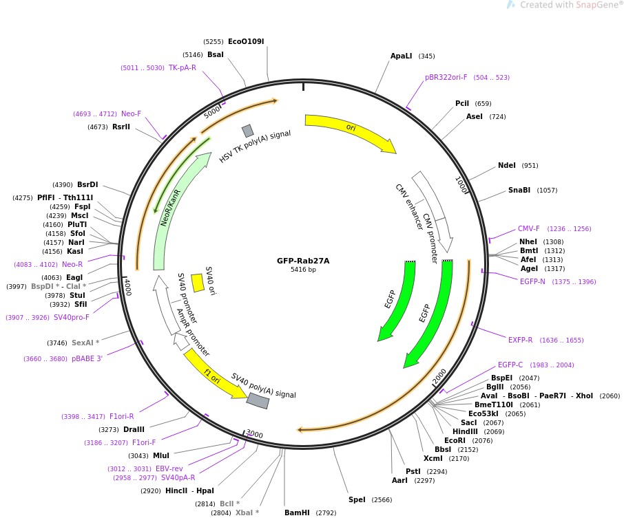 GFP-Rab27A图片
