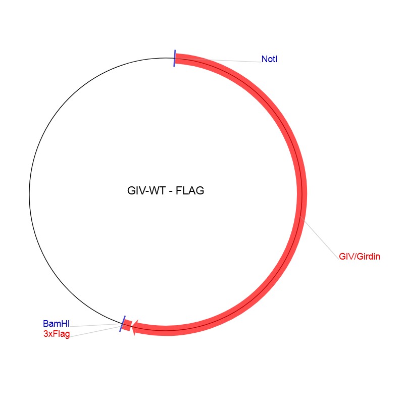GIV-WT-FLAG图片