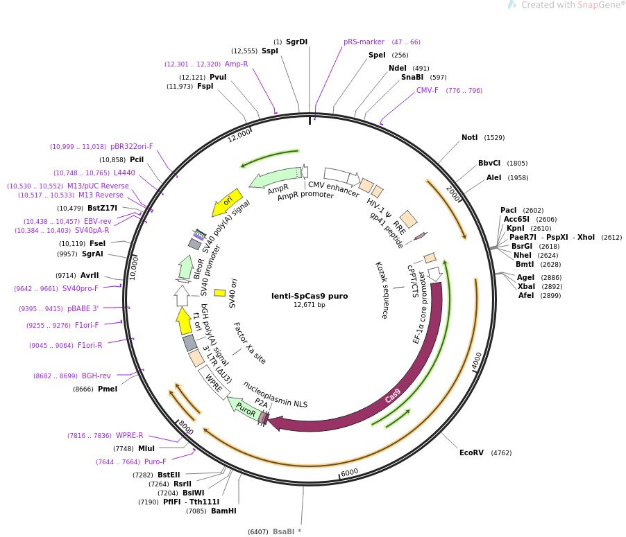 lenti-SpCas9 puro图片