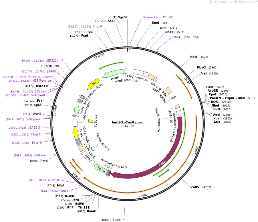 lenti-SpCas9 puroͼƬ