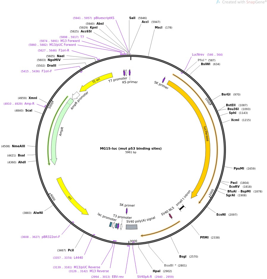 MG15-luc (mut p53 binding sites)图片