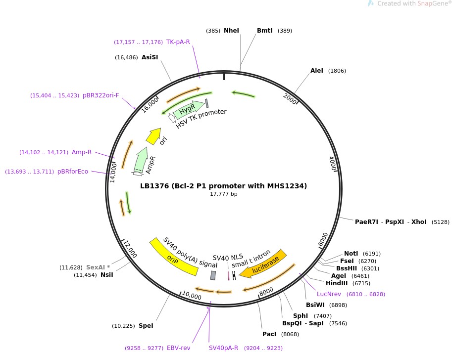 LB1376 (Bcl-2 P1 promoter with MHS1234)图片