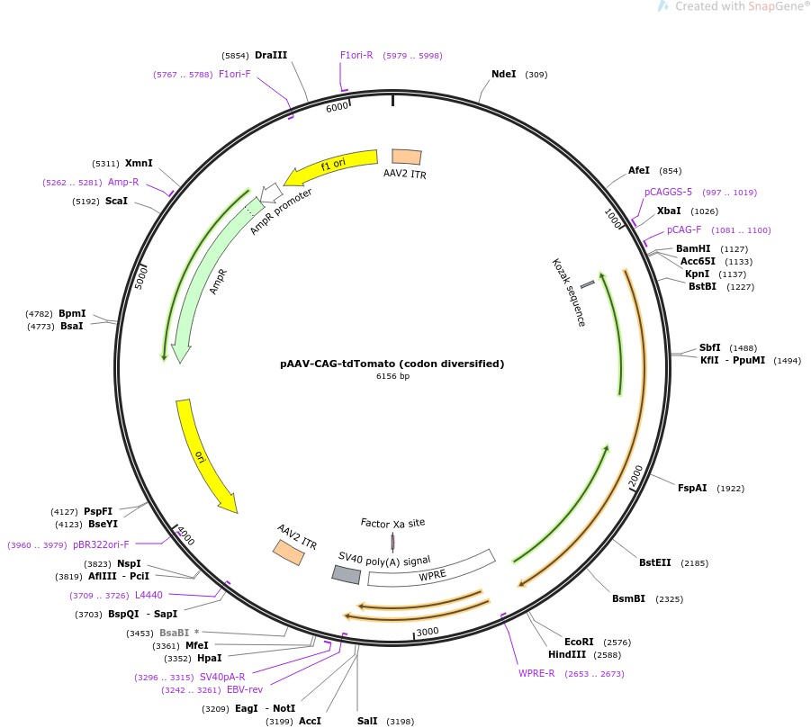pAAV-CAG-tdTomato (codon diversified)图片