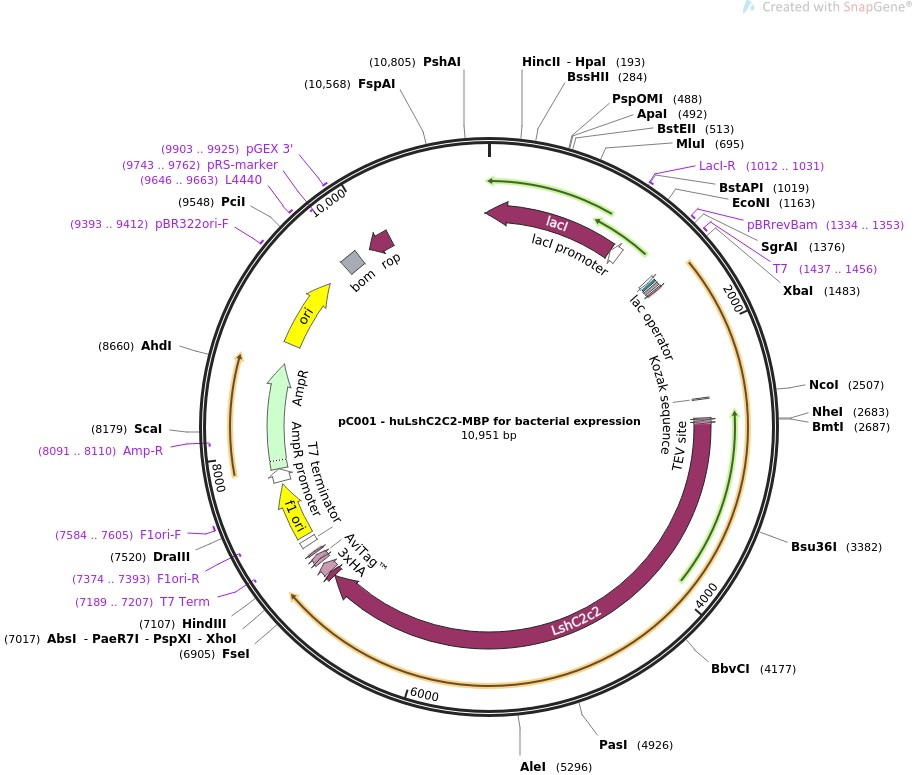 pC001-huLshC2C2-MBP for bacterial expression图片