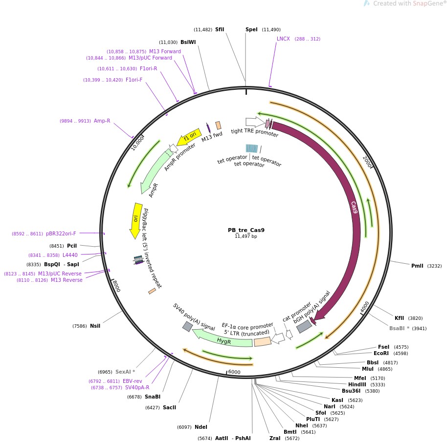 PB-tre-Cas9图片