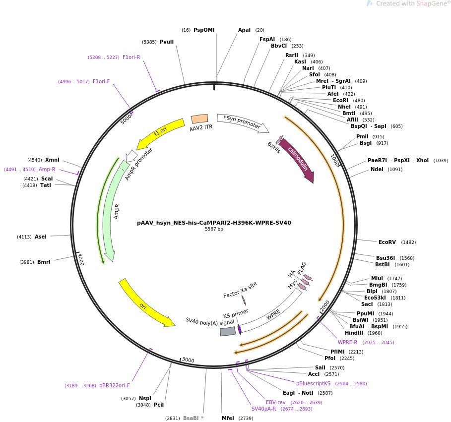 pAAV-hsyn-NES-his-CaMPARI2-H396K-WPRE-SV40ͼƬ