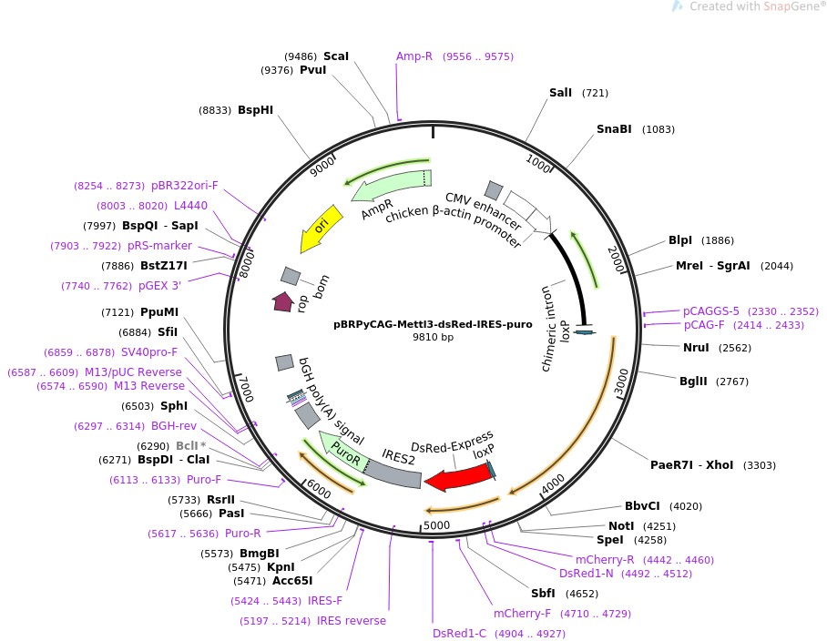 pBRPyCAG-Mettl3-dsRed-IRES-puro图片