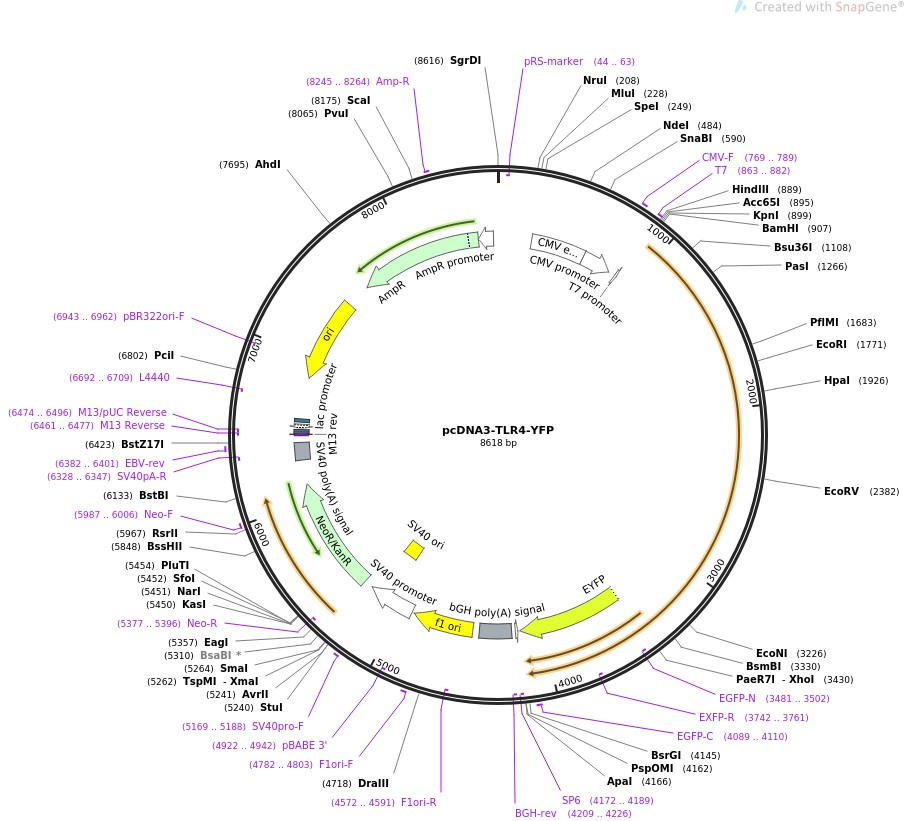 pcDNA3-TLR4-YFP图片