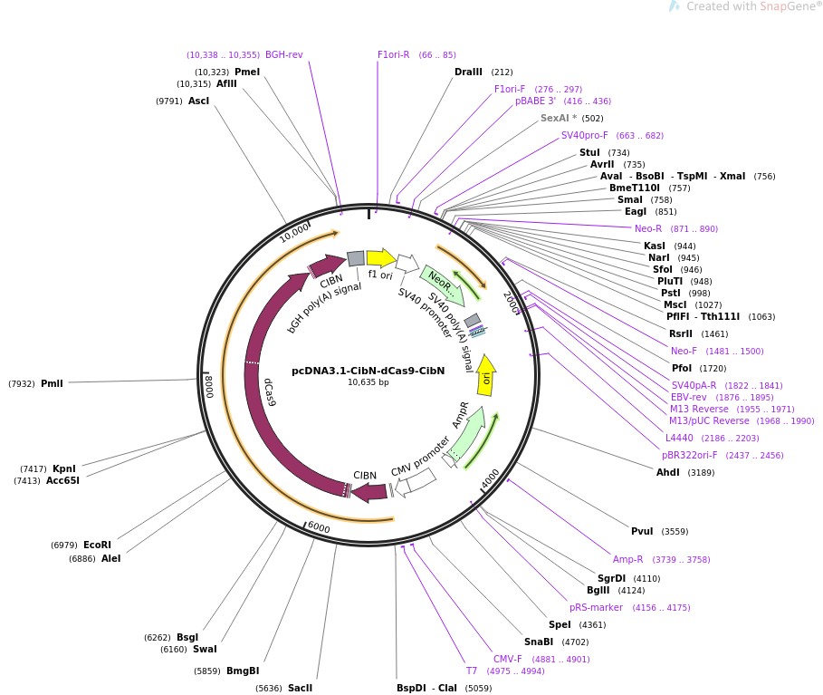 pcDNA3.1-CibN-dCas9-CibN图片