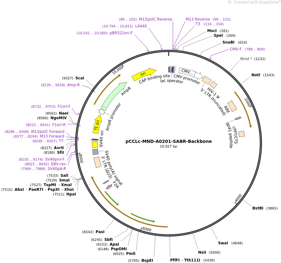 pCCLc-MND-A0201-SABR-Backbone图片