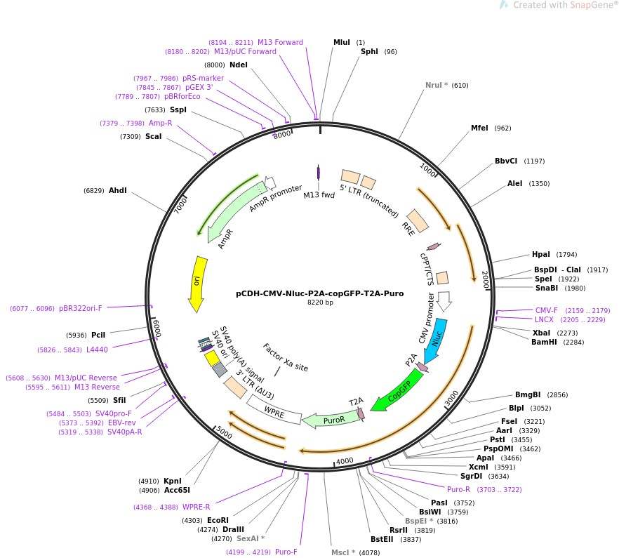 pCDH-CMV-Nluc-P2A-copGFP-T2A-Puro图片