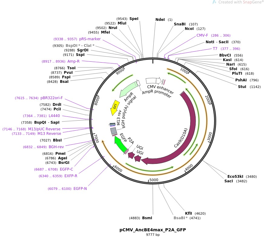 pCMV-AncBE4max-P2A-GFP图片