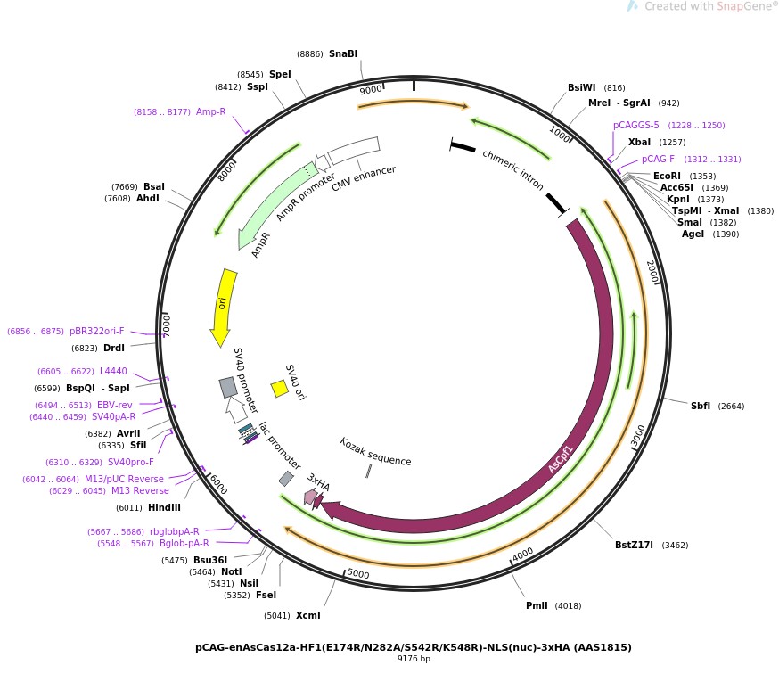pCAG-enAsCas12a-HF1(E174R/N282A/S542R/K548R)-NLS(nuc)-3xHA (AAS1815)图片