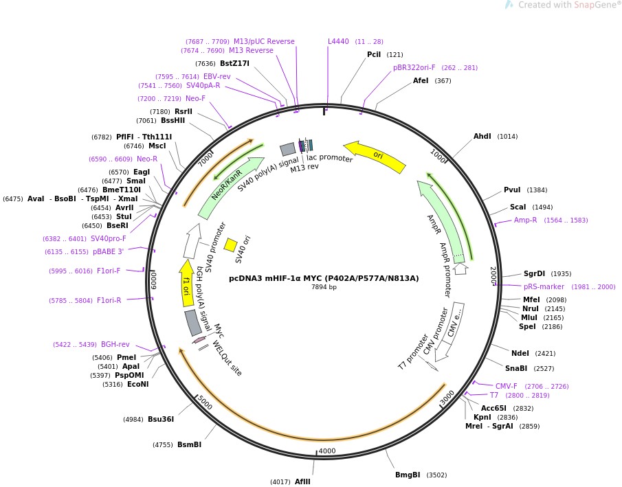 pcDNA3 mHIF-1αMYC (P402A/P577A/N813A)图片