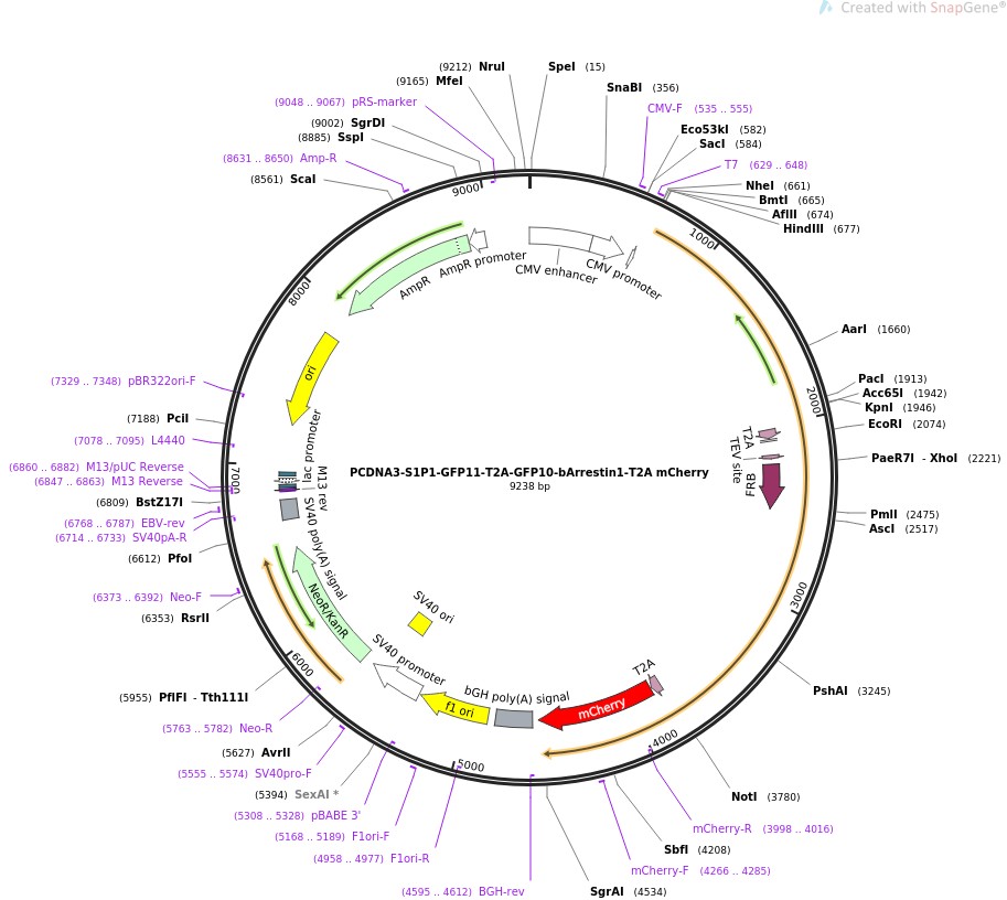 PCDNA3-S1P1-GFP11-T2A-GFP10-bArrestin1-T2A mCherry图片