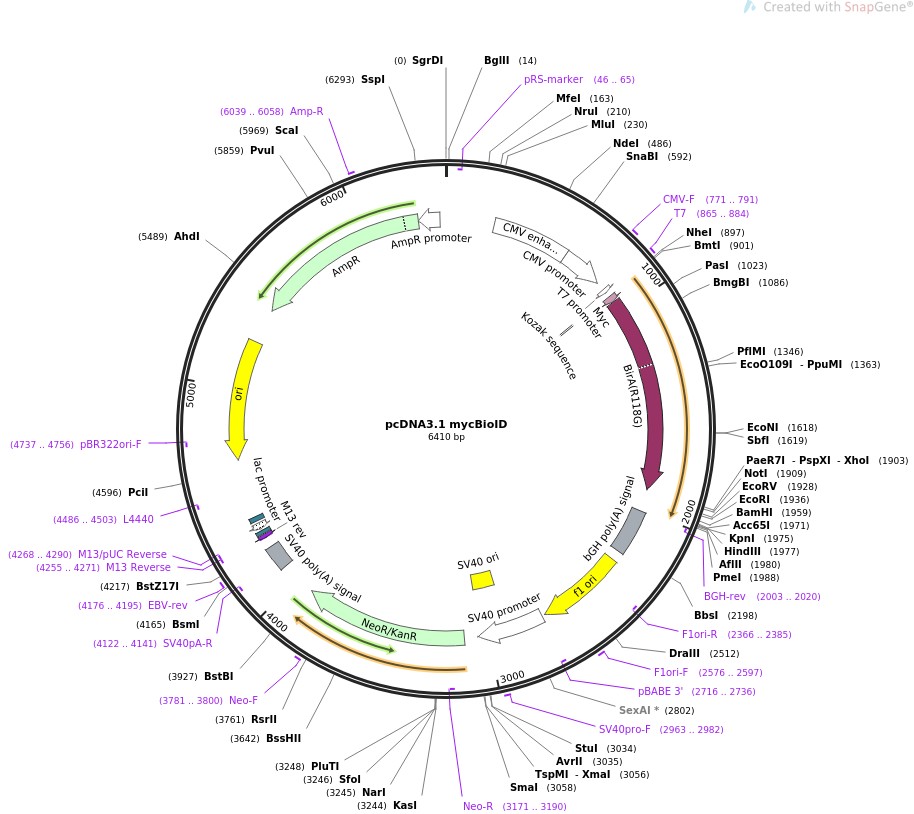 pcDNA3.1 mycBioID图片