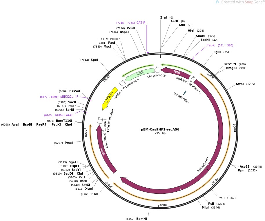 pEM-Cas9HF1-recA56图片