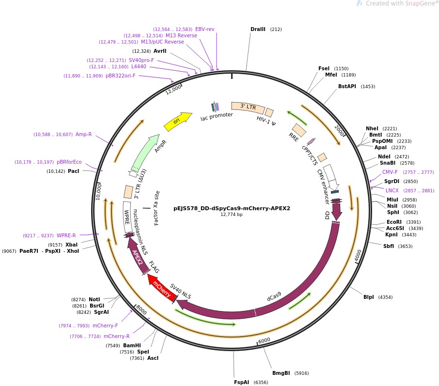 pEJS578-DD-dSpyCas9-mCherry-APEX2图片
