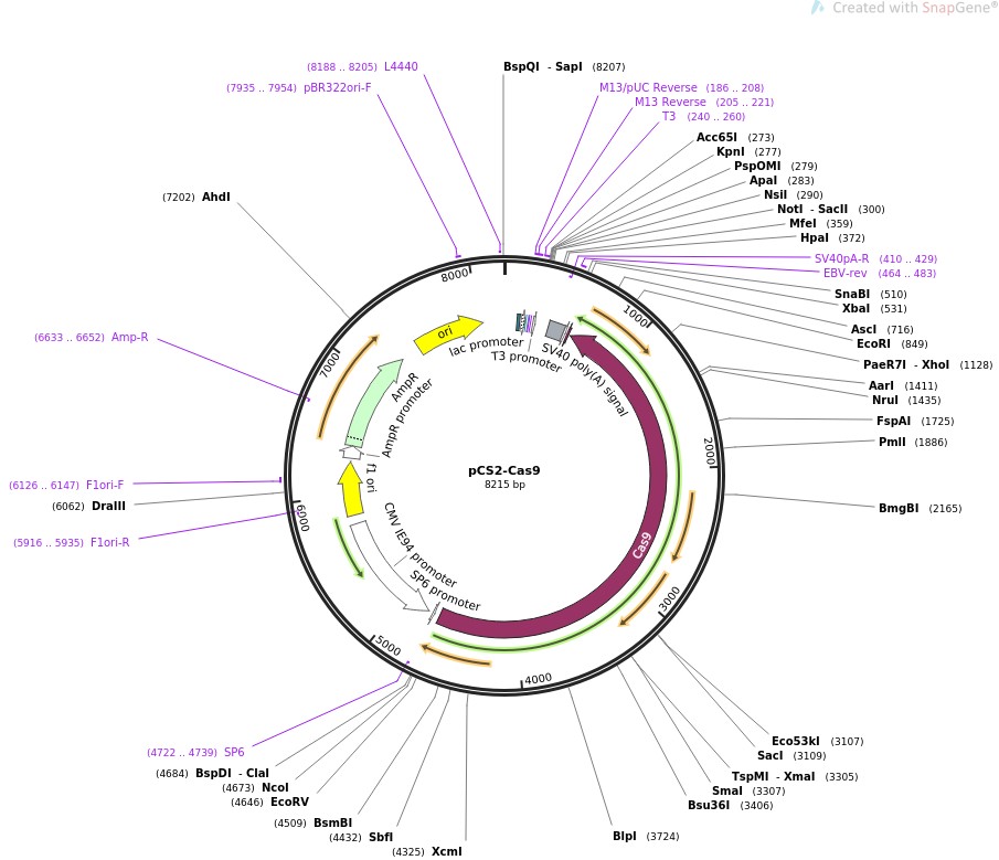 pCS2-Cas9图片