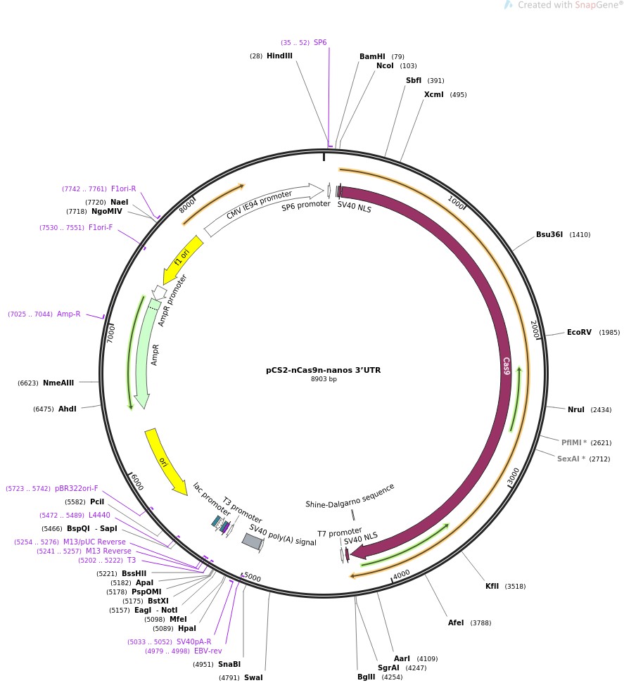 pCS2-nCas9n-nanos 3'UTR图片