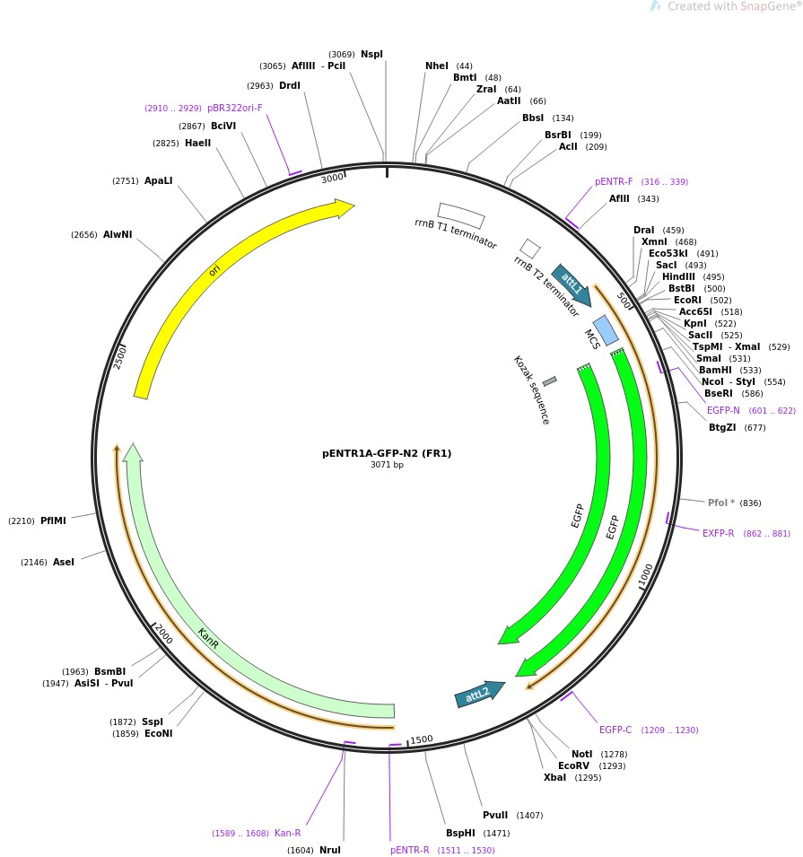pENTR1A-GFP-N2 (FR1)图片